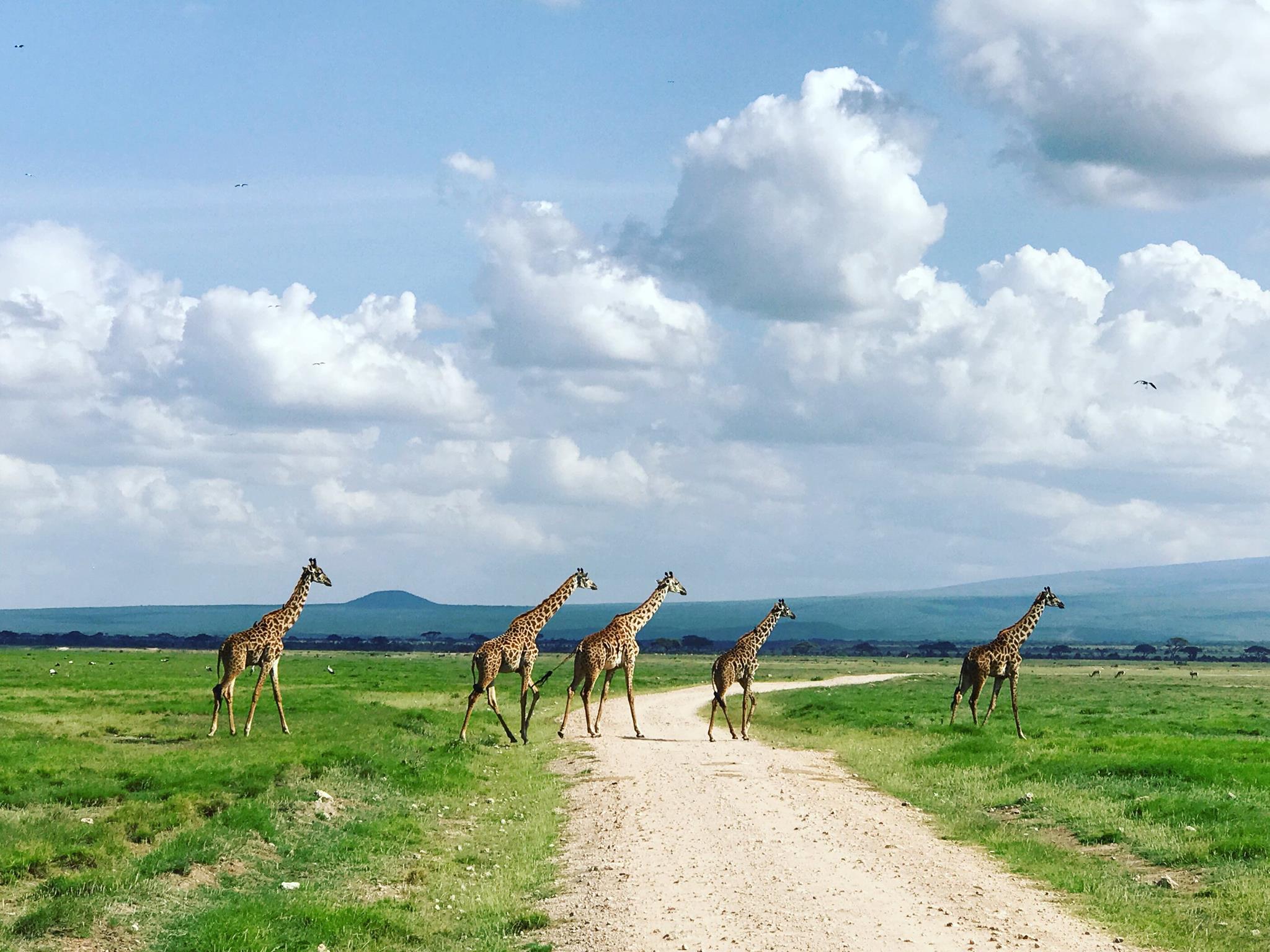 Safari Trip in Kenya 2017 (will come back!)