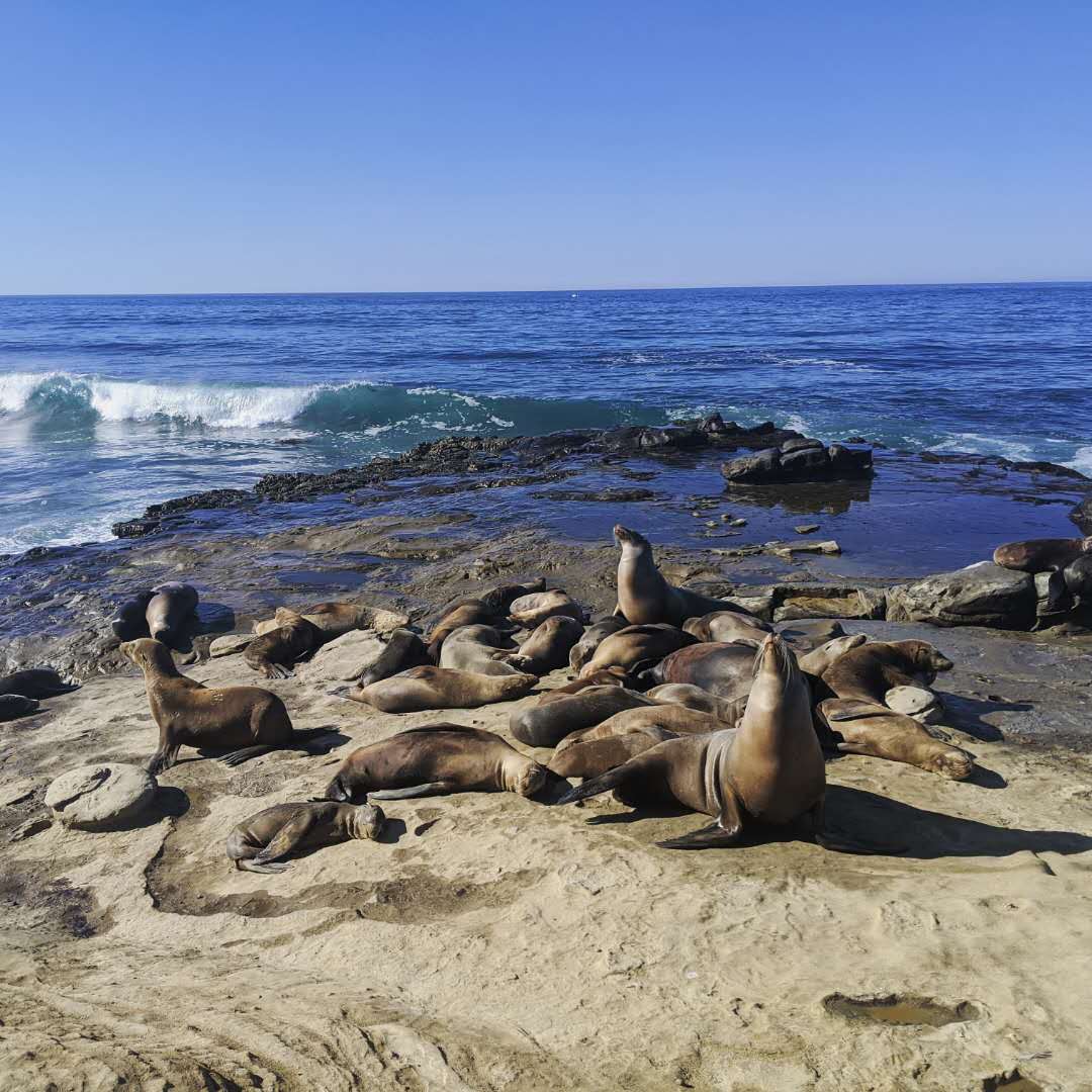 Seals at La Jolla Cove!